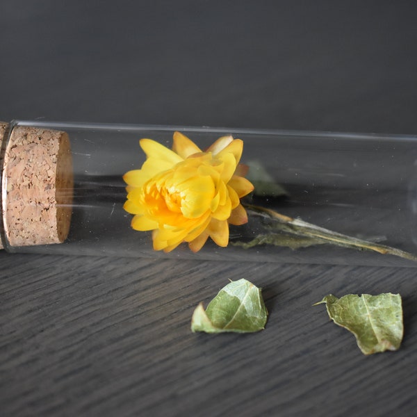 Fiole en verre, fleur séchée immortelle du var jaune