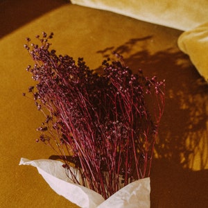 Dried flowers, burgundy broom