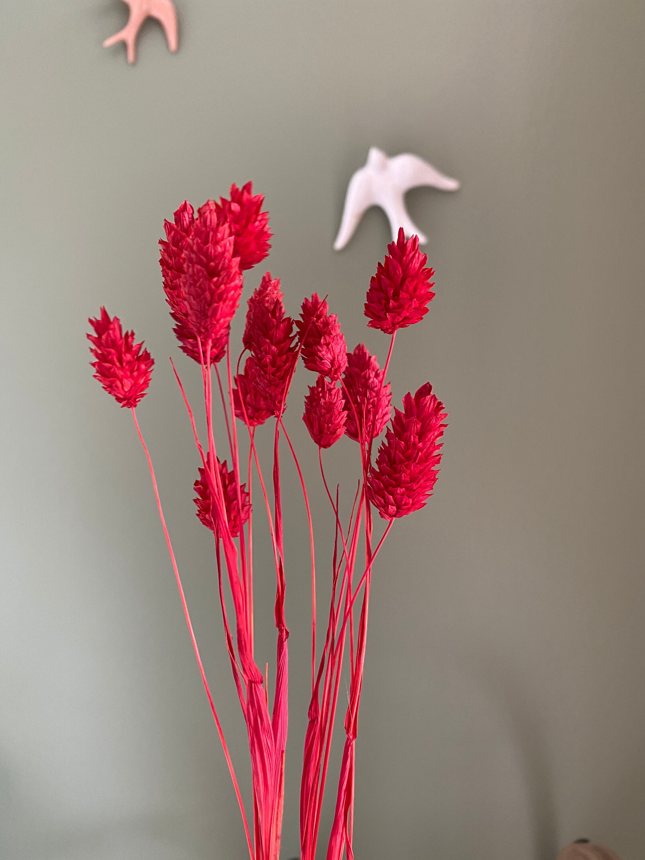 Fleurs Séchées de Phalaris Rouge