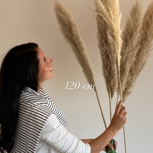 Pampas grass, Dried flowers, large pampas grass, natural pampas from France image 7