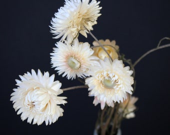 Fleurs séchées immortelles blanches