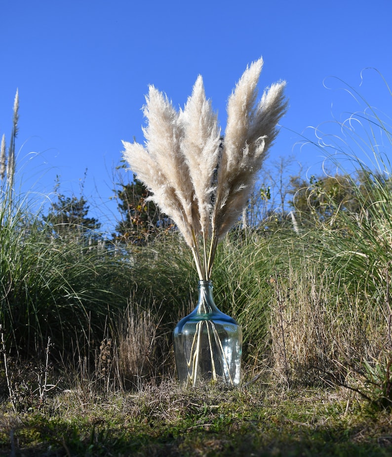 Herbe de pampa, Fleurs séchées, grande herbes de pampas, Pampa naturelle de France image 1