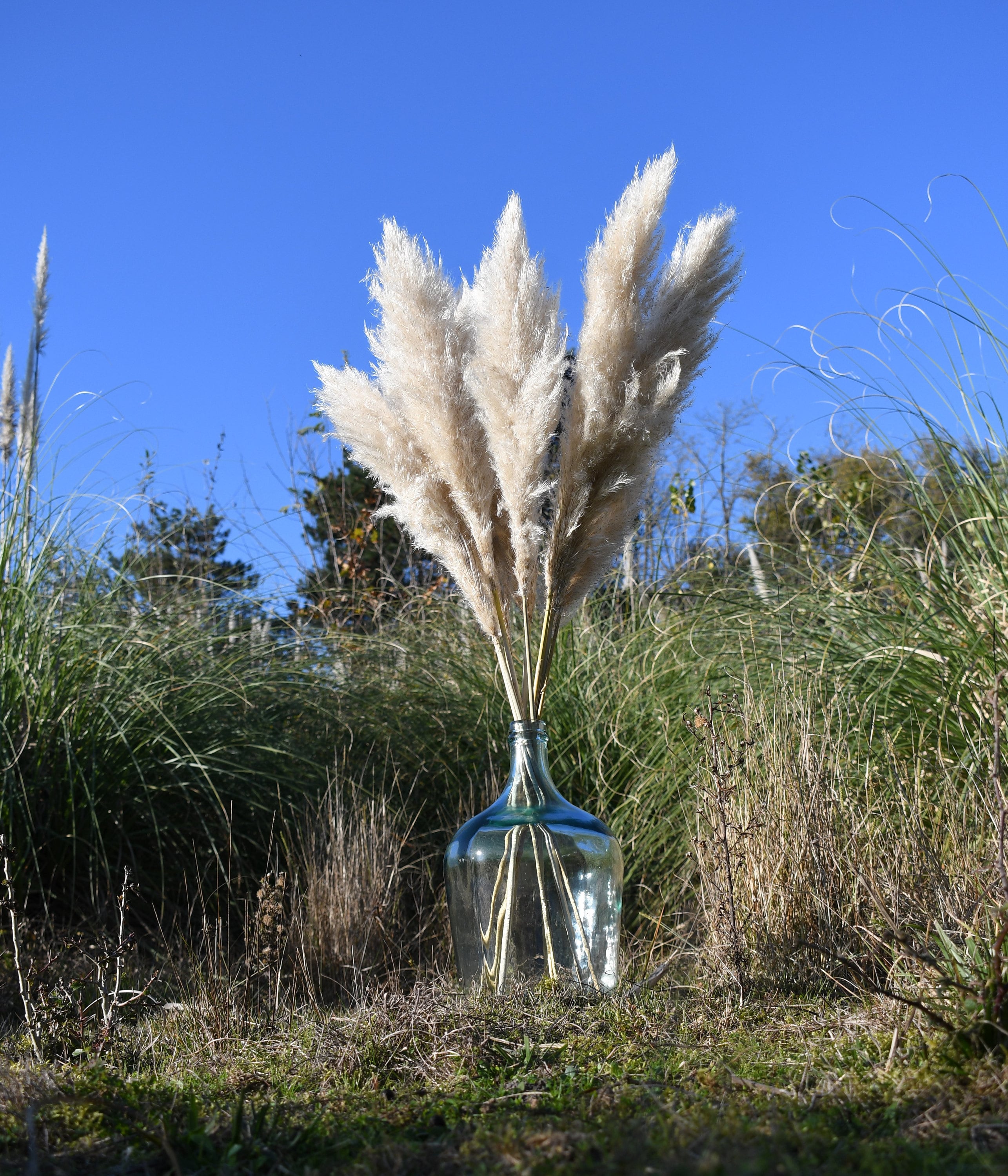 Herbe de pampa Fleurs séchées grande herbes de pampas Pampa - Etsy Canada