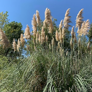 Herbe de pampa, Fleurs séchées, grande herbes de pampas, Pampa naturelle de France image 9