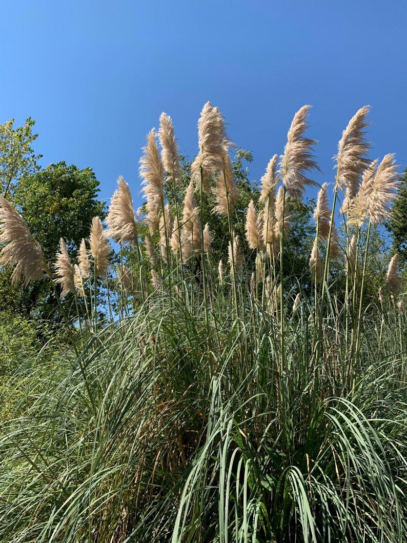 Herbe de pampa, Fleurs séchées, grande herbes de pampas, Pampa naturelle de France image 9