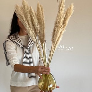 Pampas grass, Dried flowers, large pampas grass, natural pampas from France image 5