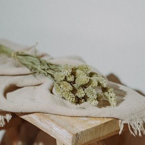 Dried flowers, green flower Phalaris