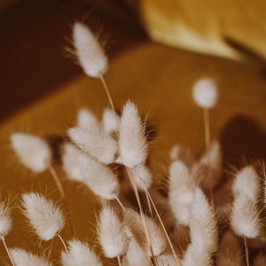 Bouquet De Vraies Fleurs Séchées, 60 Queues De Lapin, 44 Cm, Lagurus