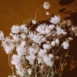 Dried white rhodanthe flowers