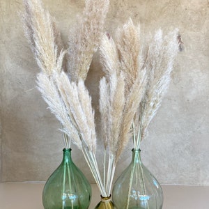 Pampas grass, Dried flowers, large pampas grass, natural pampas from France image 2