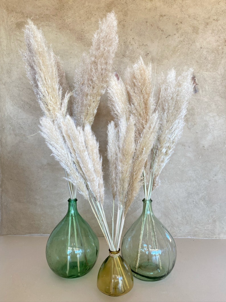 Pampas grass, Dried flowers, large pampas grass, natural pampas from France image 2