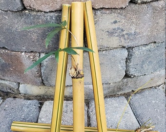 Natural Bamboo 10&quot; X 1/2&quot; - 3/4&quot; Sticks, cuttings, shoots.  Great for crafts, staking trees, poles, wind chimes, diy, canes, supplies.