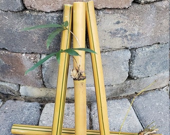 Natural Bamboo 12" X 1/2" - 3/4" Sticks, cuttings, shoots.  Great for crafts, staking trees, poles, wind chimes, diy, canes, supplies.