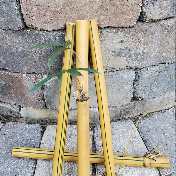 Natural Bamboo 10" X 1/2" - 3/4" Sticks, cuttings, shoots.  Great for crafts, staking trees, poles, wind chimes, diy, canes, supplies.