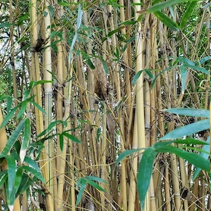 May include: A close-up of a dense grove of bamboo stalks. The stalks are a pale yellow color and are surrounded by lush green leaves.