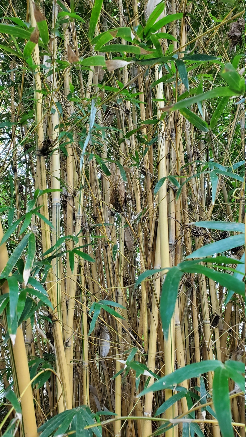 May include: A close-up of a dense grove of bamboo stalks. The stalks are a pale yellow color and are surrounded by lush green leaves.
