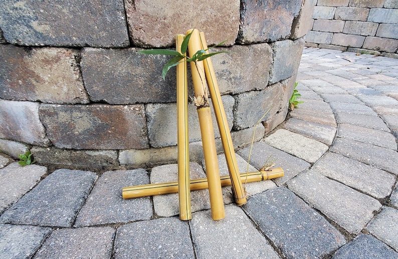 May include: Four yellow bamboo sticks with black stripes are arranged in a crisscross pattern on a gray brick surface. A small green plant is growing from the center of the sticks.