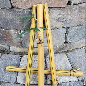 May include: Four yellow bamboo sticks with green stripes are arranged in a triangular shape. A small green plant is growing out of the top of the sticks.