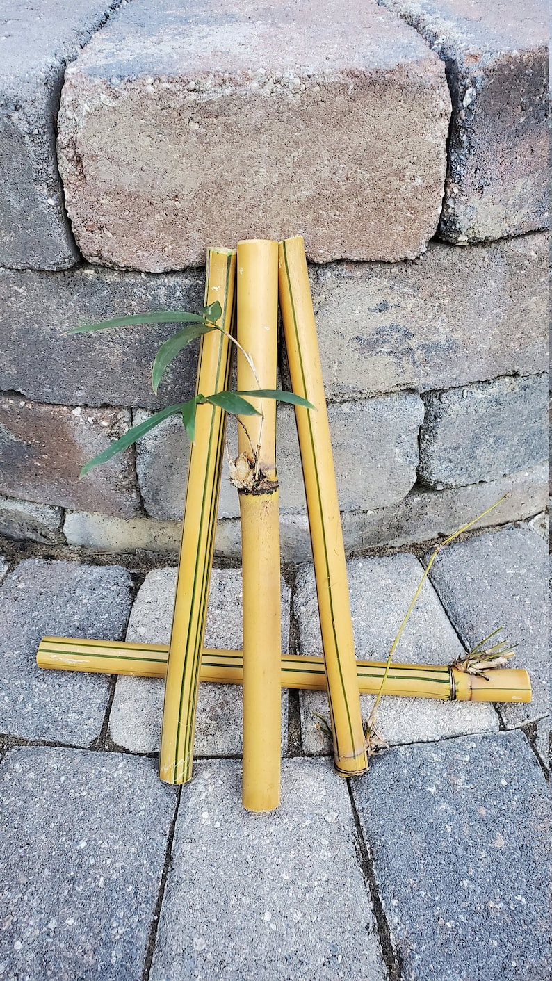 May include: Four yellow bamboo sticks with green stripes are arranged in a triangular shape. A small green plant is growing out of the top of the sticks.
