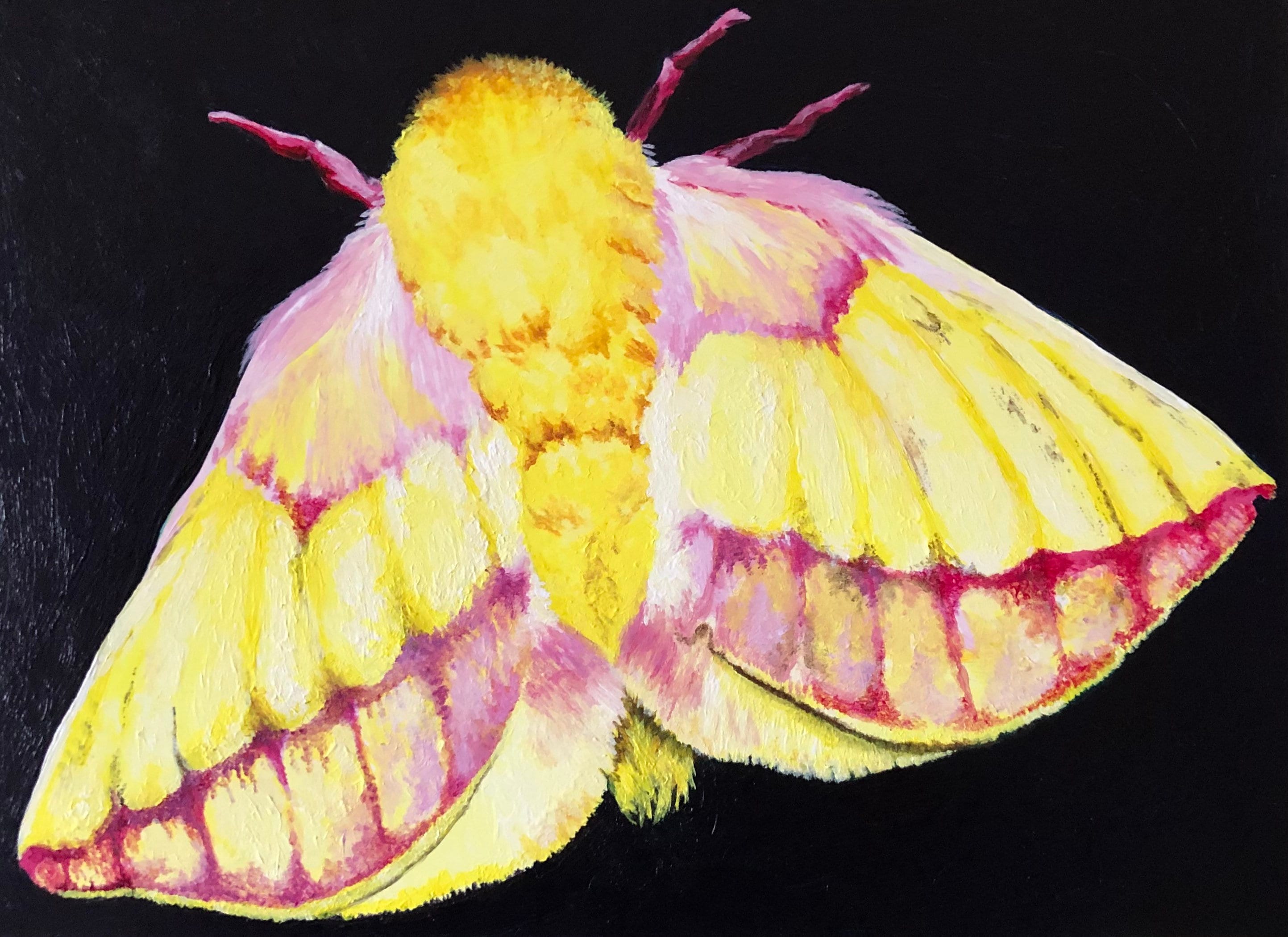 Rosy Maple Moth Original Etsy