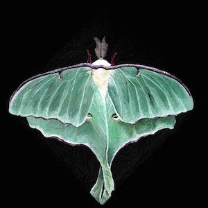 IMPRIMIR ~ Polilla Luna ~ impresión de pintura acrílica ~ arte de pared de galería ~ arte de polilla