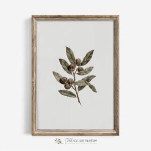 Olive Branch Botanical Print | Minimalistic French Country Wall Art | Vintage Farmhouse Digital Download | 146