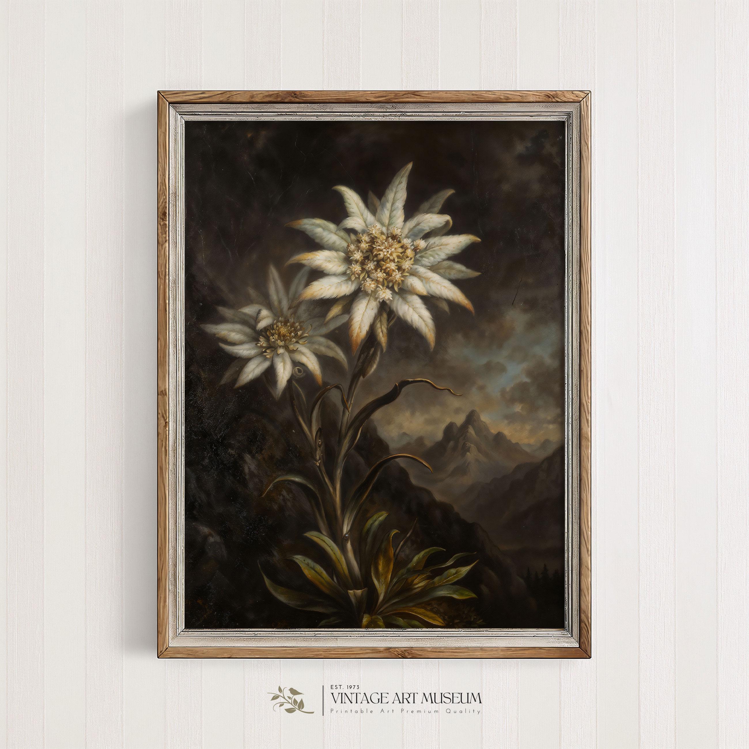 Vintage Edelweiss Floral Print: Botanical Mountain Flower Art