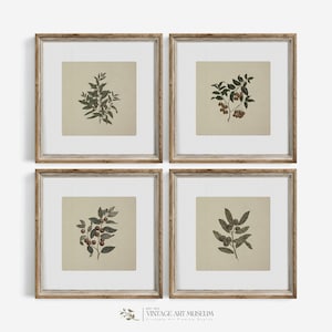 Set of 4 Vintage Olive Branch Square Prints - Minimalist Botanical Wall Art | Printable Downloadable | 03