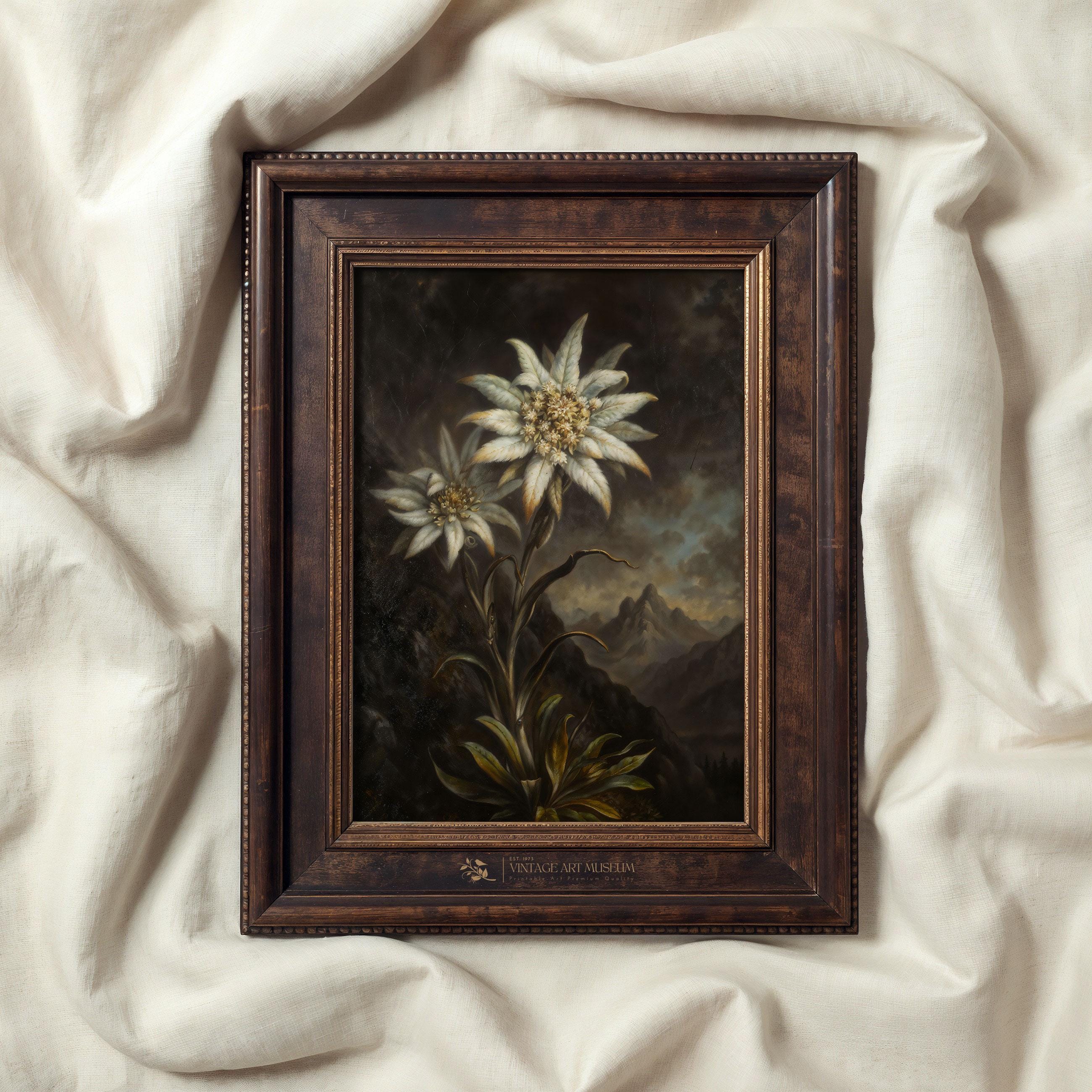 ヴィンテージ エーデルワイス 花柄プリント：植物画 山の花アート