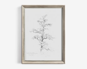 Antique Pine Tree Drawing Neutral Vintage Sketch Art | Digital Wall Decor Printable Downloadable | 215