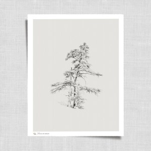 Antique Pine Tree Sketch | Vintage Wall Art Print Digital | Minimalist Neutral Printable Country Farmhouse | Cottagecore Decor | 62
