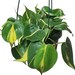 Keisha Gaynor reviewed Philodendron Brasil Hanging Basket