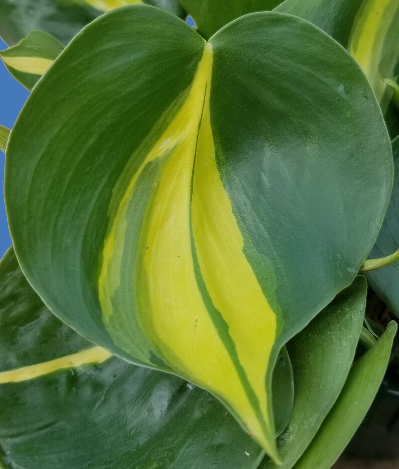 Philodendron Brasil Hanging Basket image 2