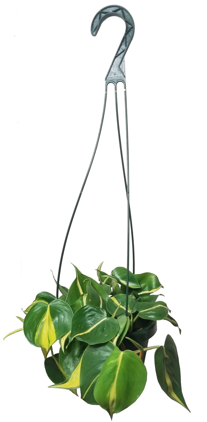 Philodendron Brasil Hanging Basket image 0