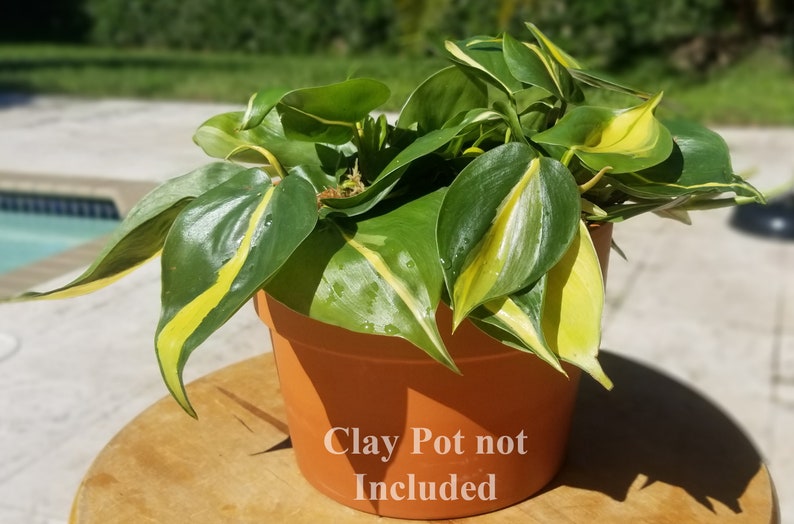 Philodendron Brasil Hanging Basket image 3