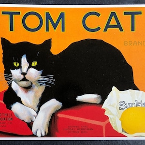 Carte postale vintage Tom Cat des années 1980