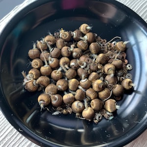 May include: A black bowl filled with numerous small, brown, spool-shaped objects. Each spool has a light-colored, string-like element extending from it. The bowl also contains small, metallic, circular pieces. The objects are likely craft supplies or decorative elements.