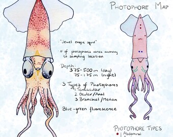 Strawberry Squid digital painting 8x10 giclee archival art print squid print, squid art
