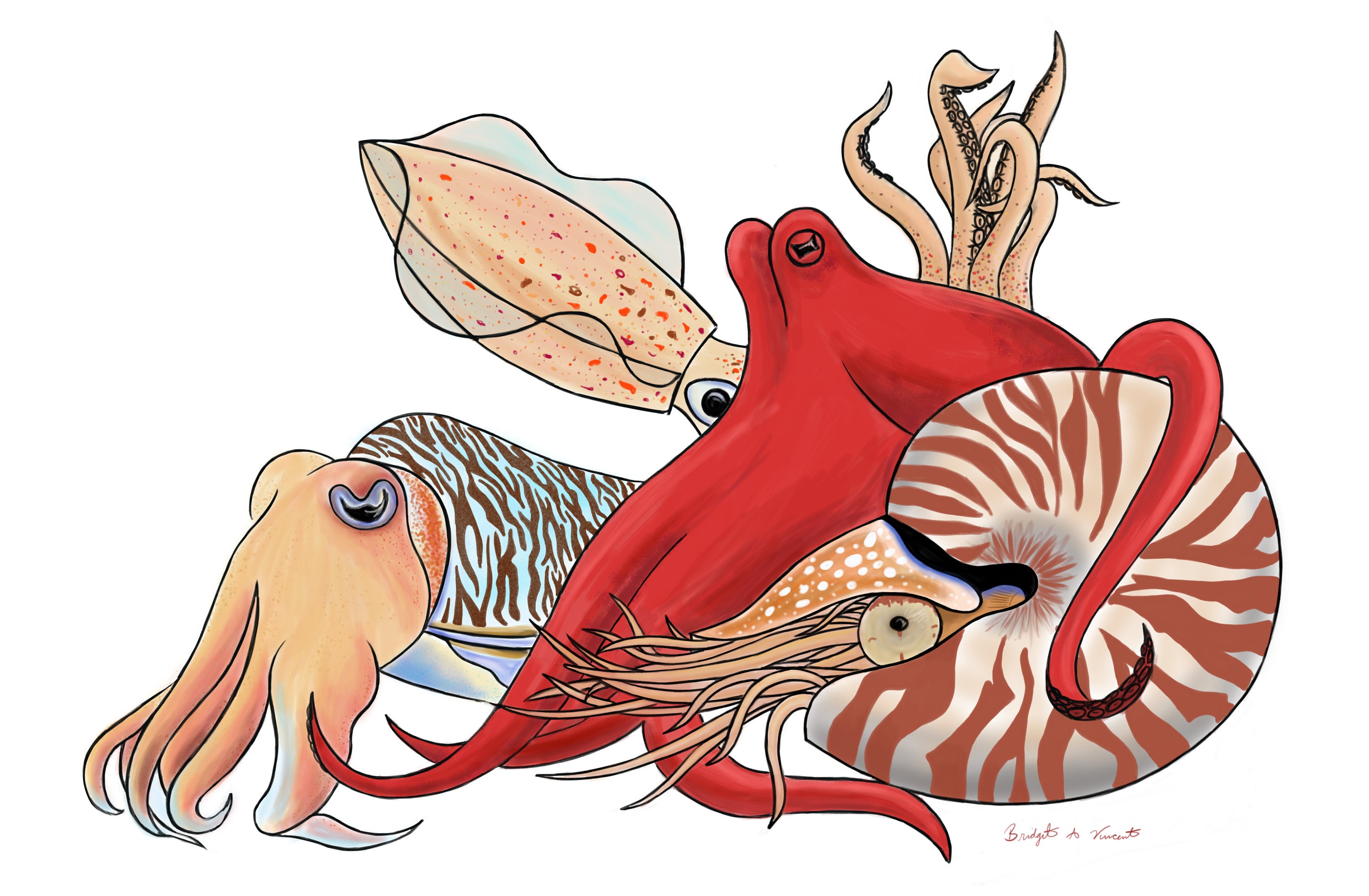 Ceph Gang Cuttlefish Squid Octopus Nautilus Digital Etsy