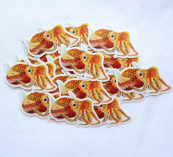 Featured image of post Calamar Hawaiano (Euprymna Scolopes)