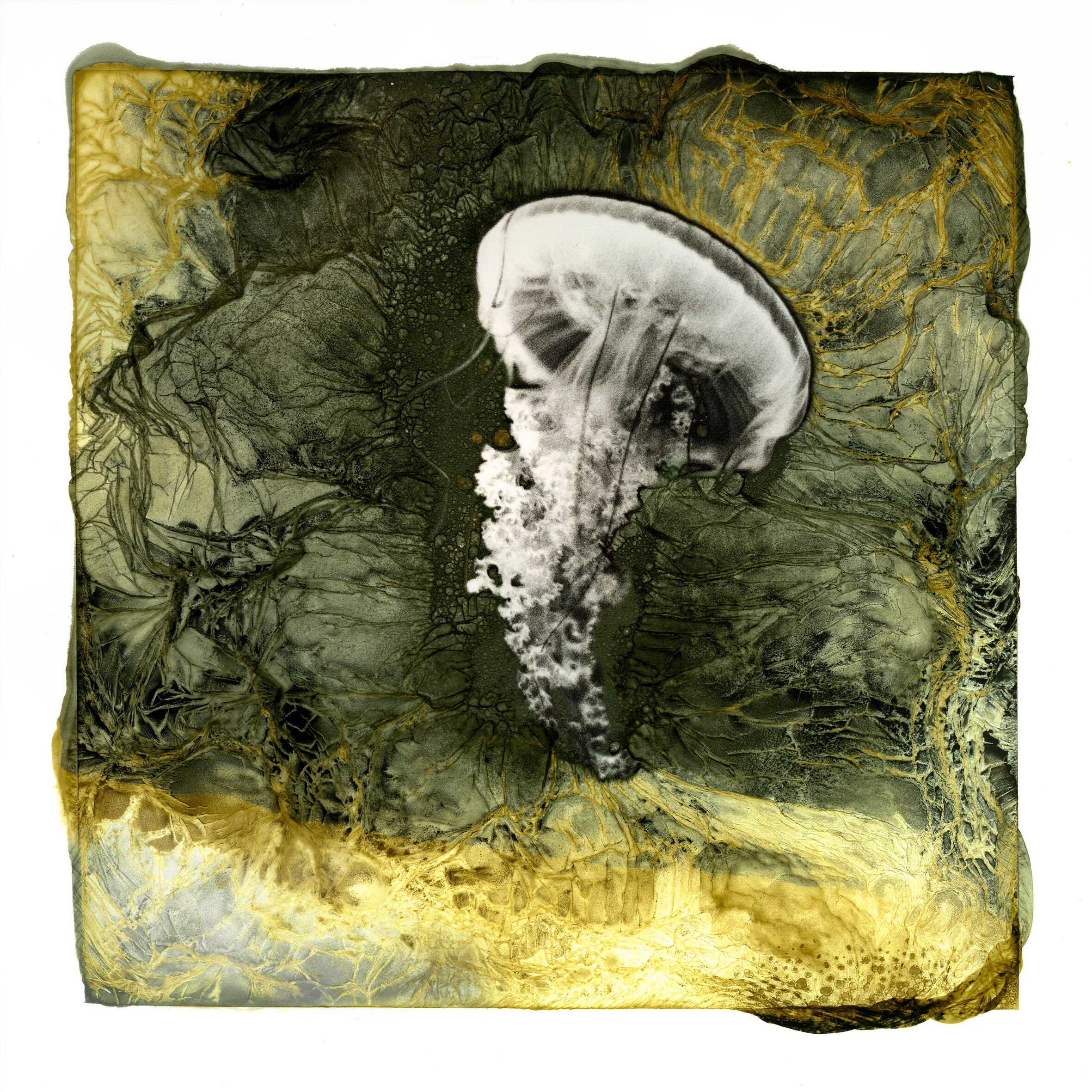 Interprétation Numérique Méduse Mordancée