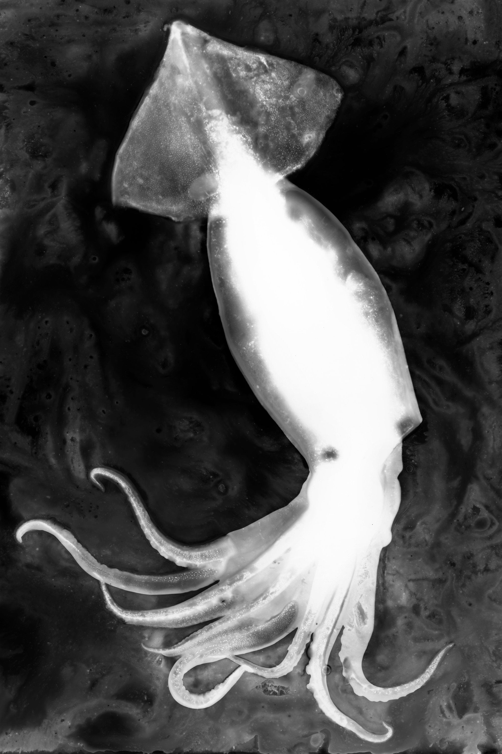 Tirage Numerique Photogramme de Poulpe