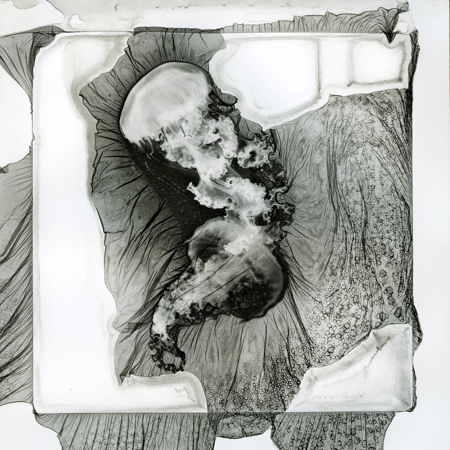 Interprétation Numérique Méduse Mordancée