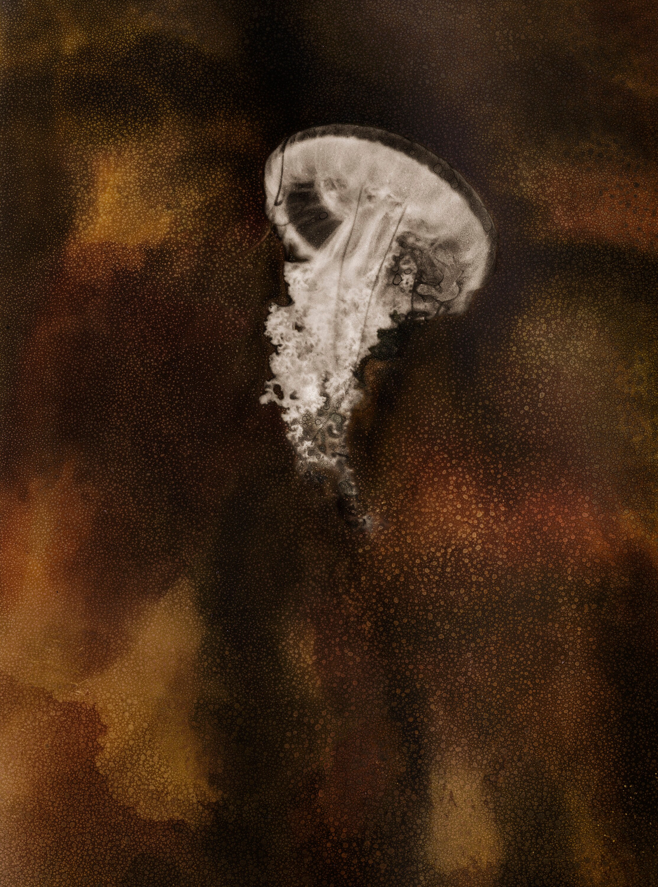 Interprétation Numérique Méduse Mordancée