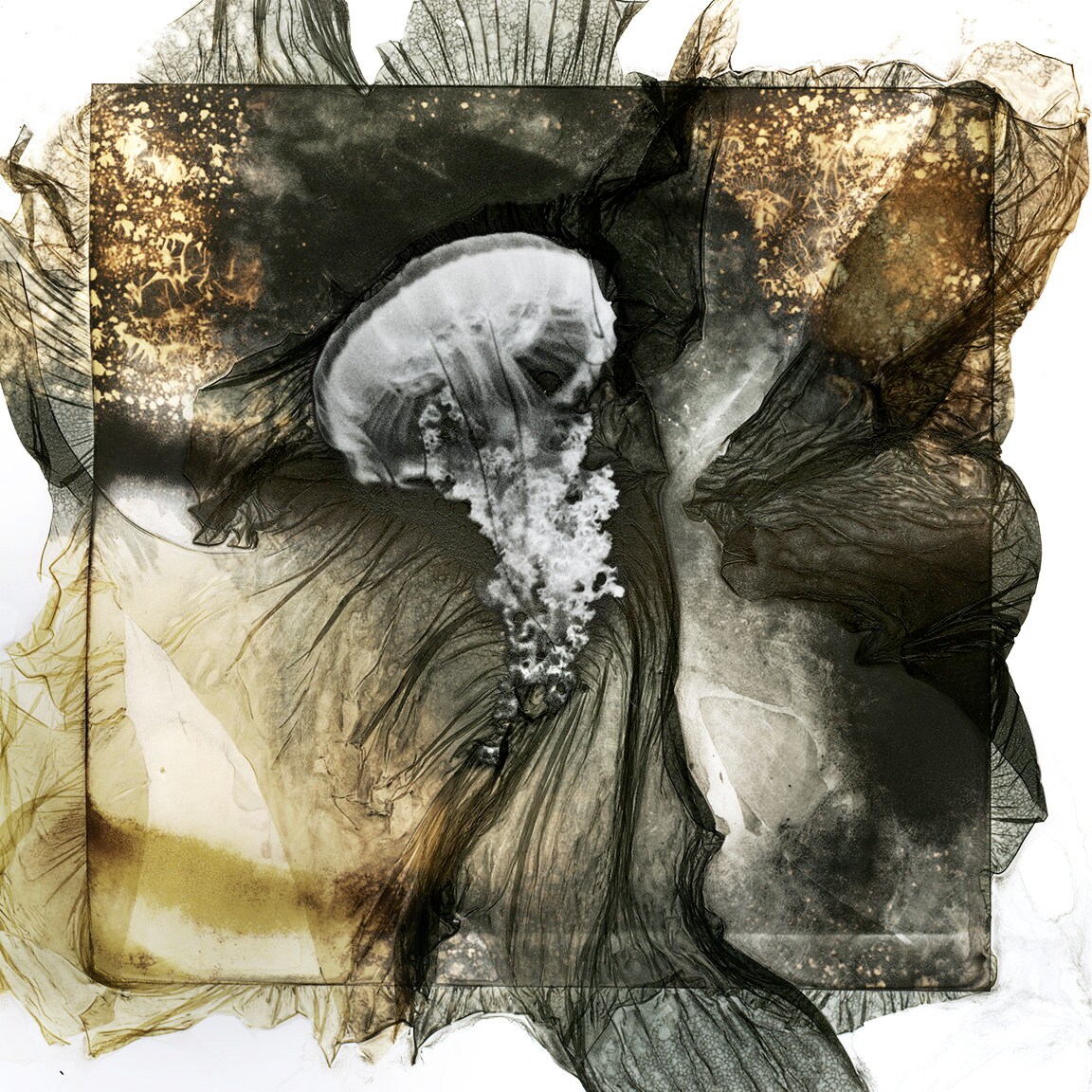 Interprétation Numérique Méduse Mordancée