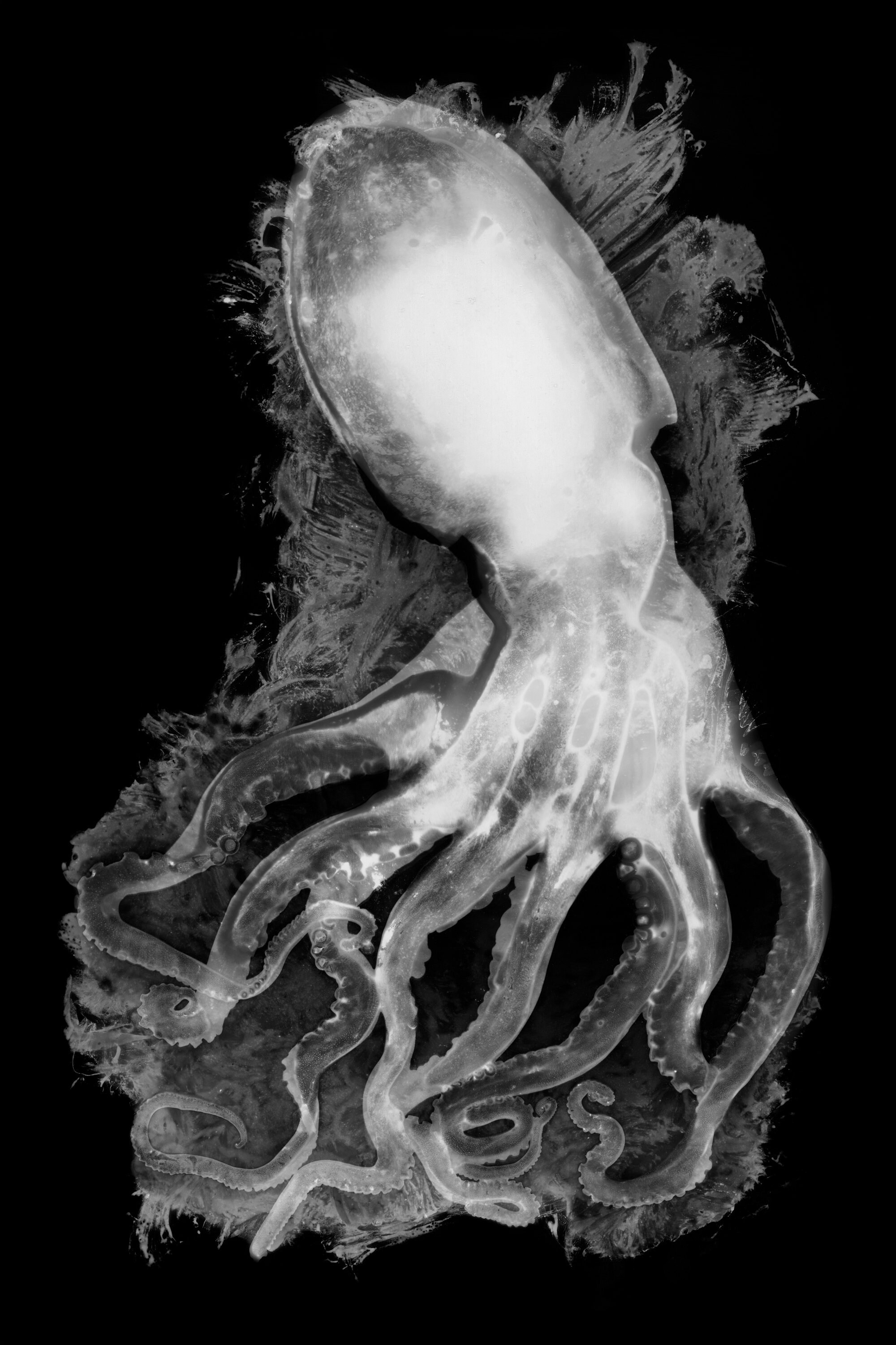 Reprodution Numerique Photogramme de Poulpe