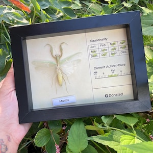 May include: A framed insect specimen of a mantis, displayed against a cream-colored background. The black frame contains a printed chart detailing seasonality and active hours. The word "Mantis" is printed on a small label below the insect.