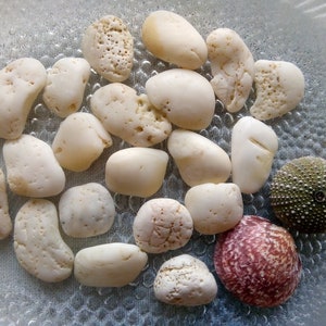 Oyster Seashells Fragments