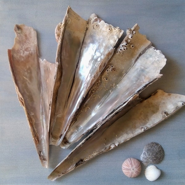 Pinna Nobilis shell fragments, 4 pieces