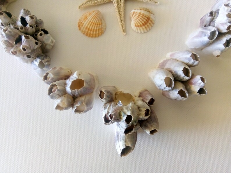 Large Barnacle Clusters Shells 14 Pieces - Etsy